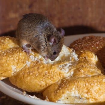 Mice are in my house