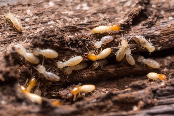 Termites are eating my home