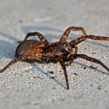 Spiders in my house