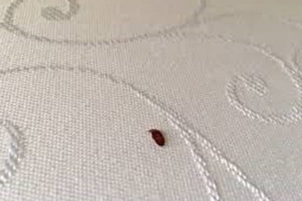 Bed bug exterminator near me