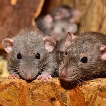 Family of mice in my wall