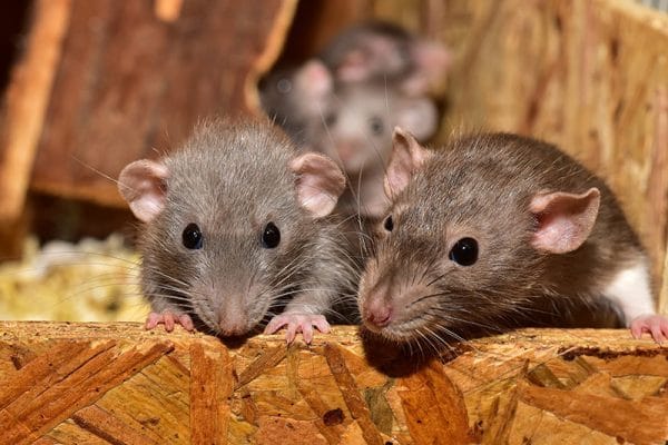 Family of mice in my wall