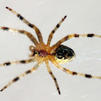 spiders in my house