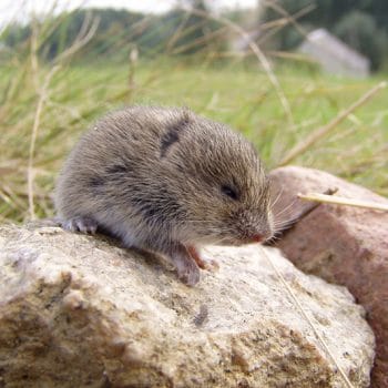 Vole removal near Sheridan