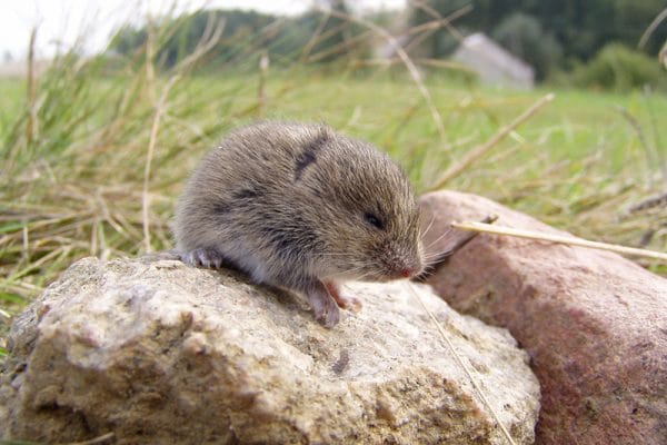 Vole removal near Sheridan