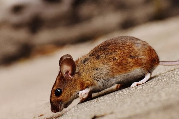 mice pest control